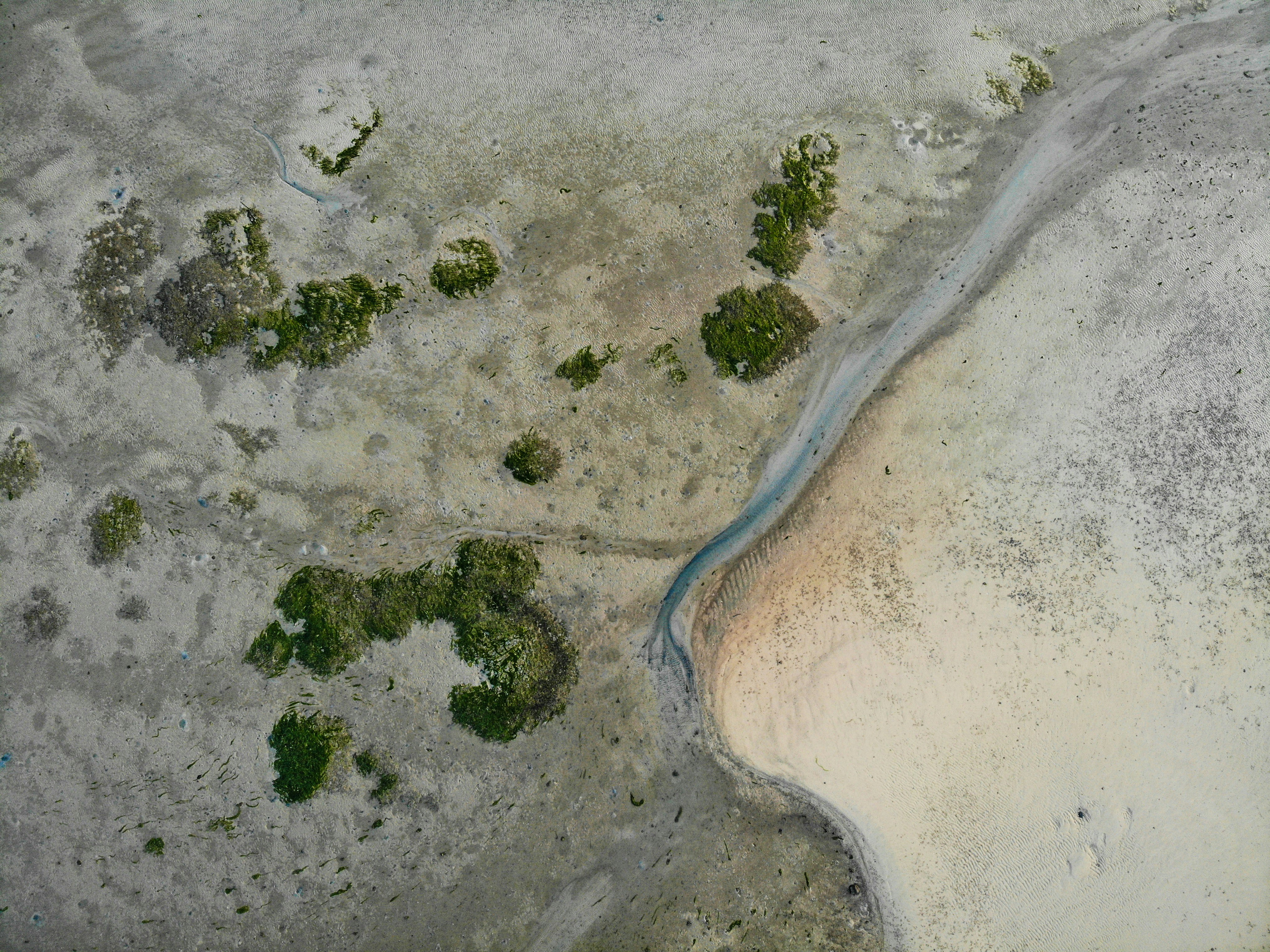 aerial view of green trees on white sand beach